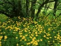 выбранное изображение: «Шотландия. Flowering Leopardsbane»