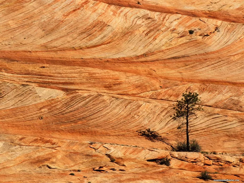Single Tree on Sandstone Formation, Zion National, , , ,  
