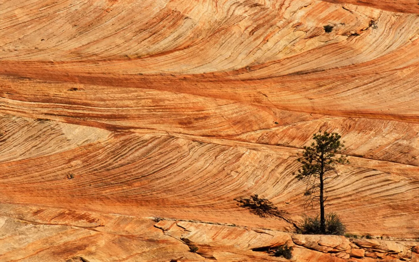 Single Tree on Sandstone Formation, Zion National, , , ,  