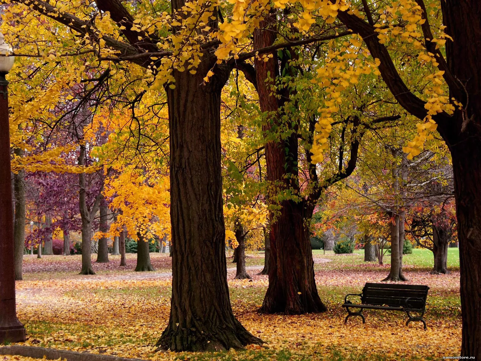 В парк пришла осень. Осень в парке. Парк осенью. Осенний парк фото. Осенний кленовый парк.
