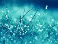 выбранное изображение: «Сказочная синяя трава с капельками воды»