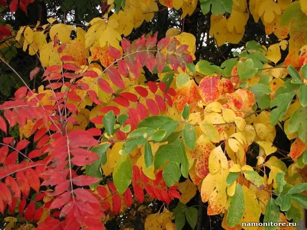 Смешение цветов, разноцветные осенние листья, Природа