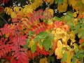выбранное изображение: «Смешение цветов, разноцветные осенние листья»