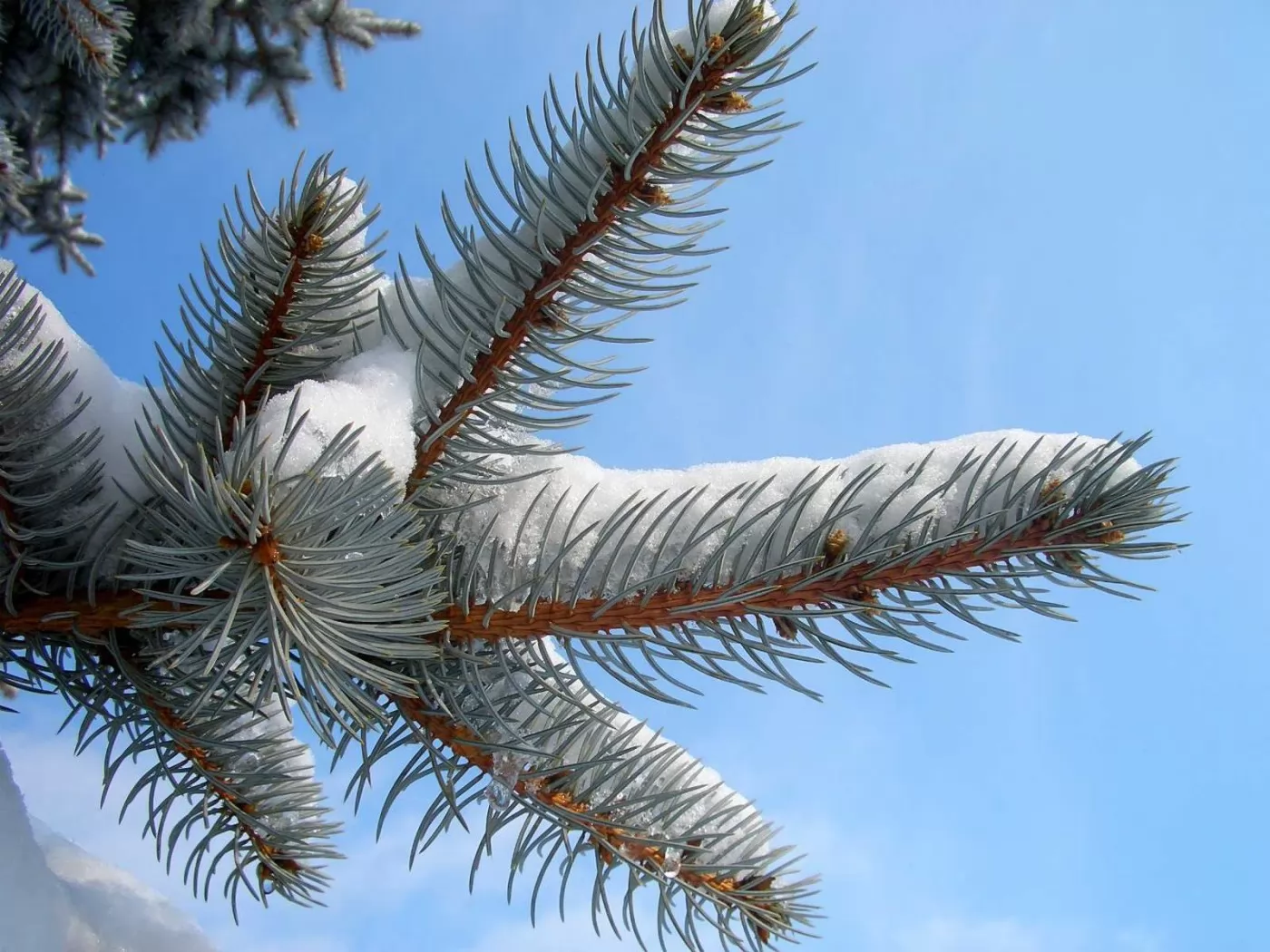 Snow on a fur-tree branch, dark blue, forest, nature, winter x