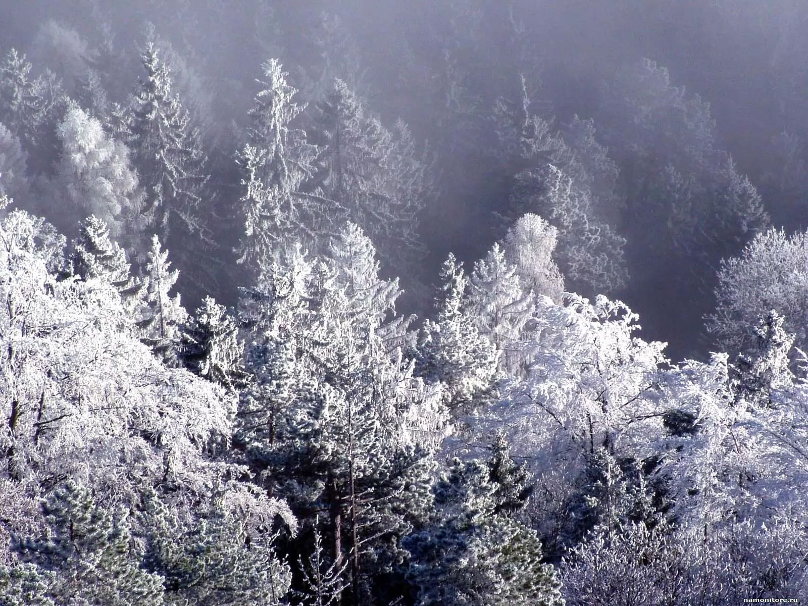 Зимний лес фон