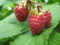 open picture: «Juicy raspberries»