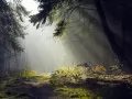 open picture: «Sunlight in forest»