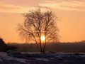 open picture: «Sun between trees»