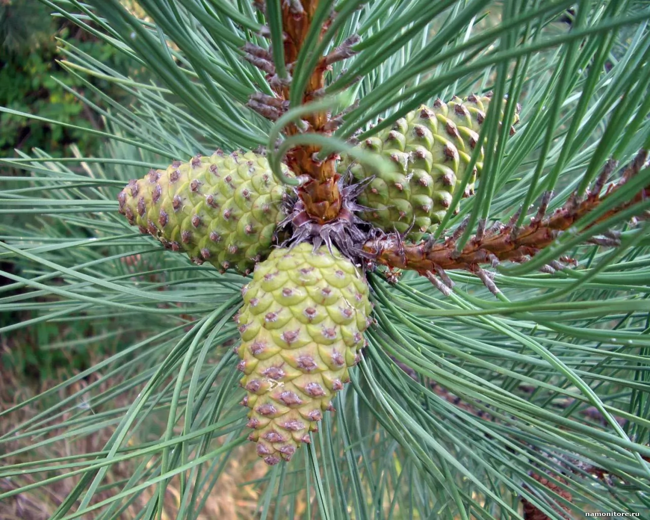 Pine cones, forest, green, nature x