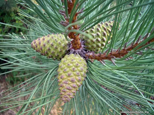 Pine cones, Nature