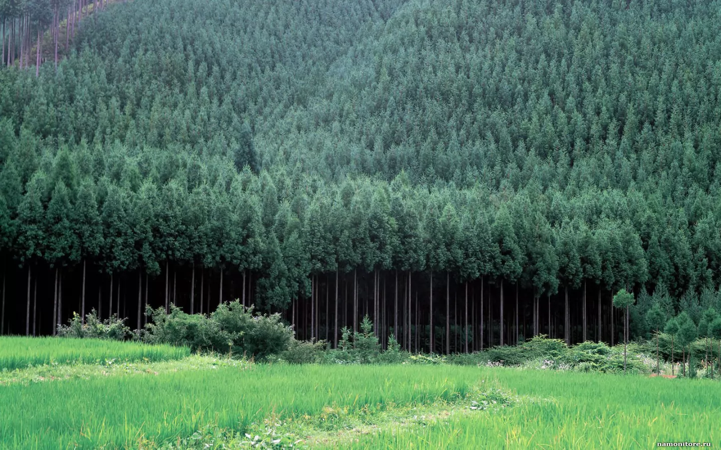 Лесные ресурсы сайт. Широколиственные леса Южной Кореи. Широколиственные леса Северной Кореи. Хвойные леса Южной Кореи. Лесные массивы Южной Кореи.