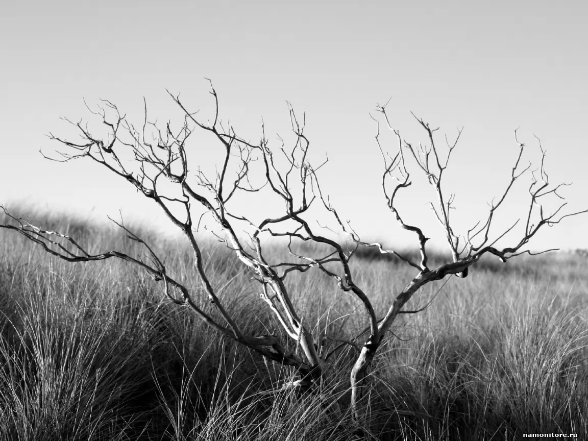 Dry tree, grey, nature, sad x