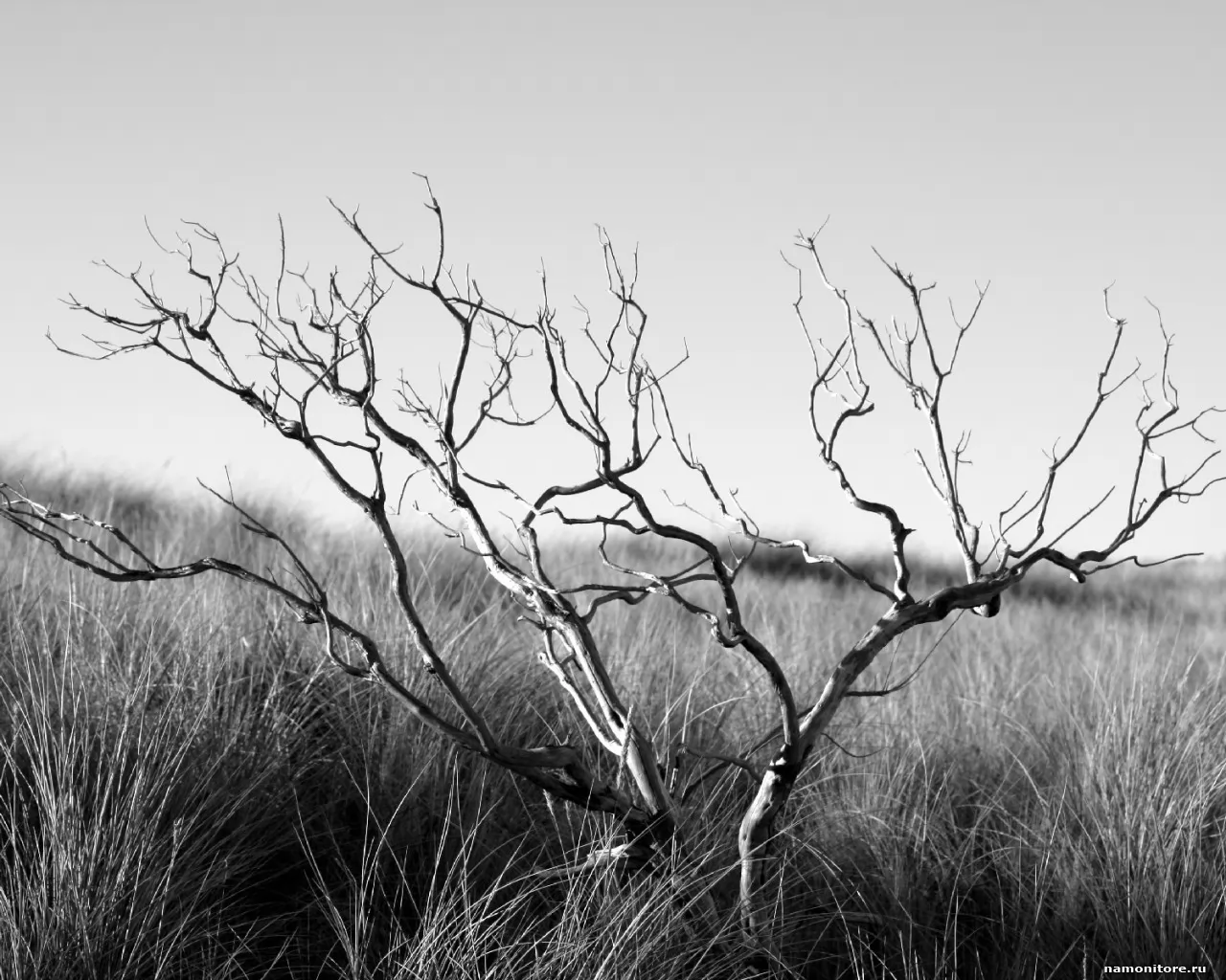 Dry tree, grey, nature, sad x