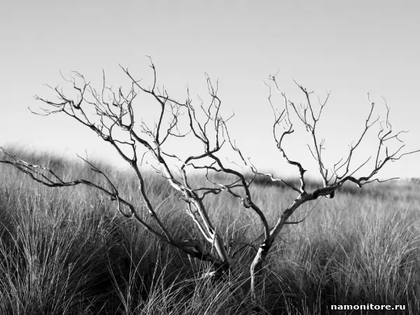 Dry tree, Nature