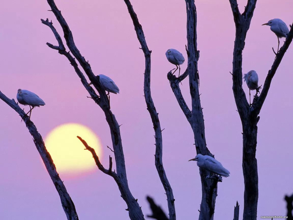 . Perched Egrets at Sunset, , , , ,  