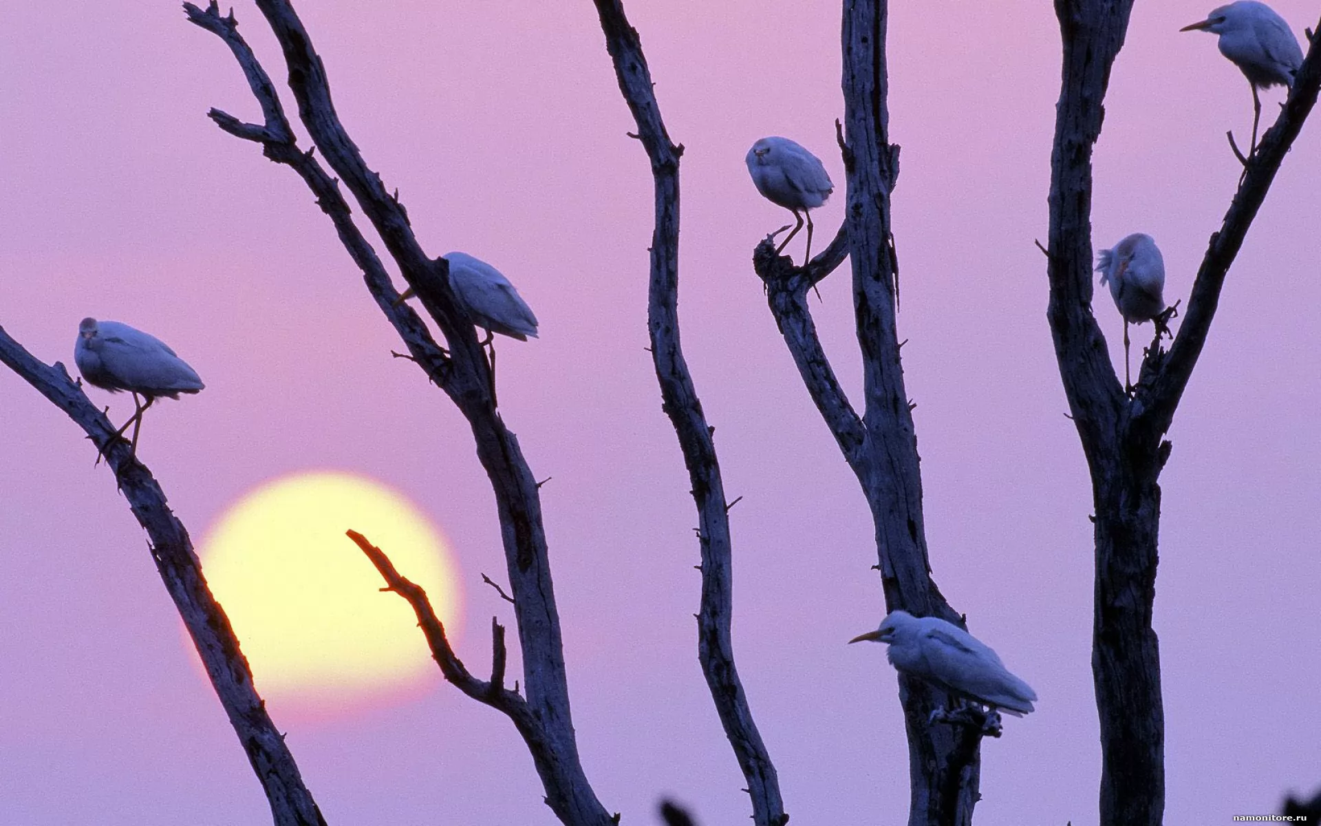 Ночная жизнь птиц. Птицы на дереве. Птичка на ветке. Птичка на ветке дерева. Птица сидит на ветке.