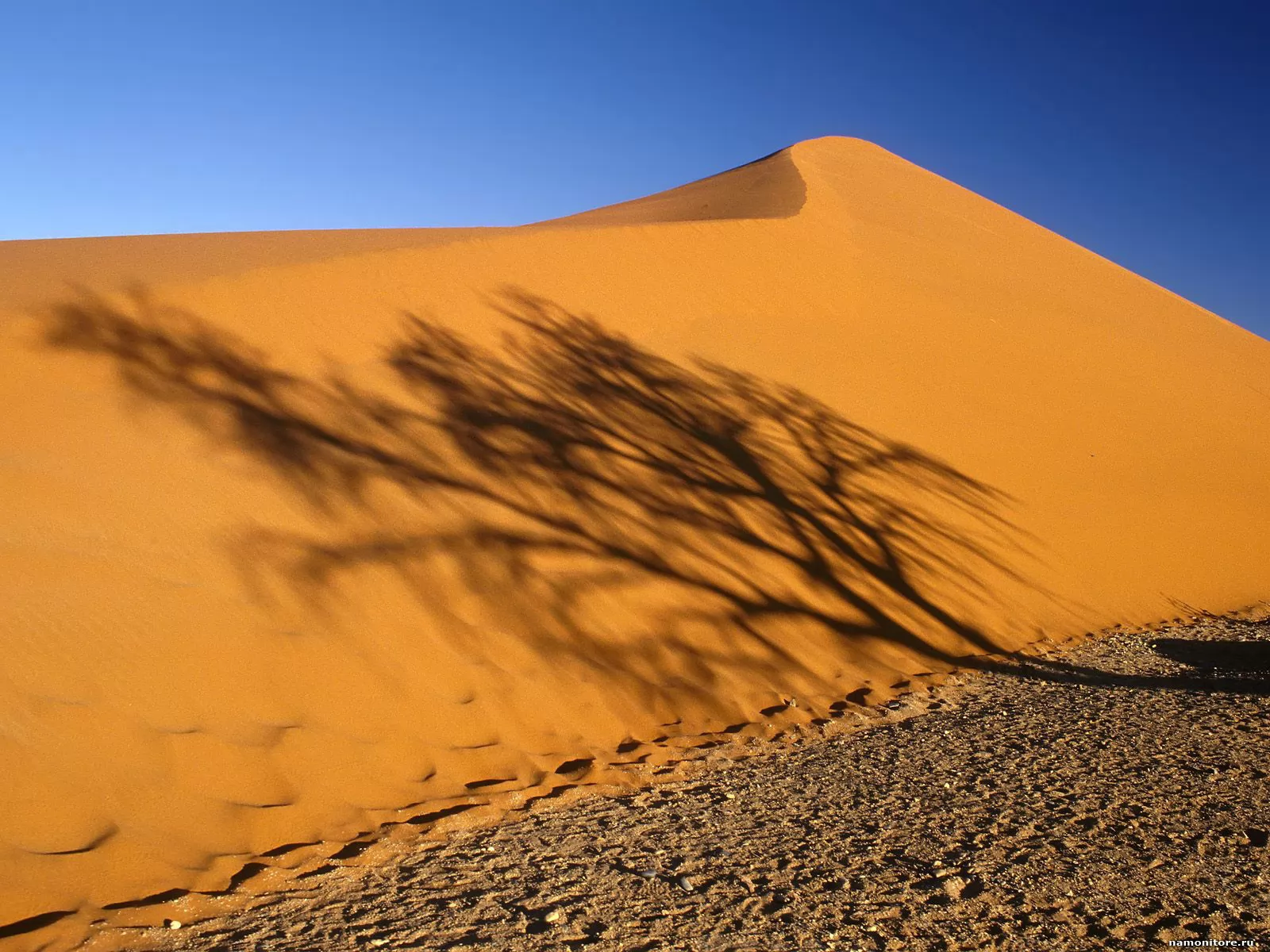 Самая крупная пустыня на земле. Тропическая пустыня. Пустыня сахара фото. Самые плодородные участки пустыни. Тень от дерева в пустыне.