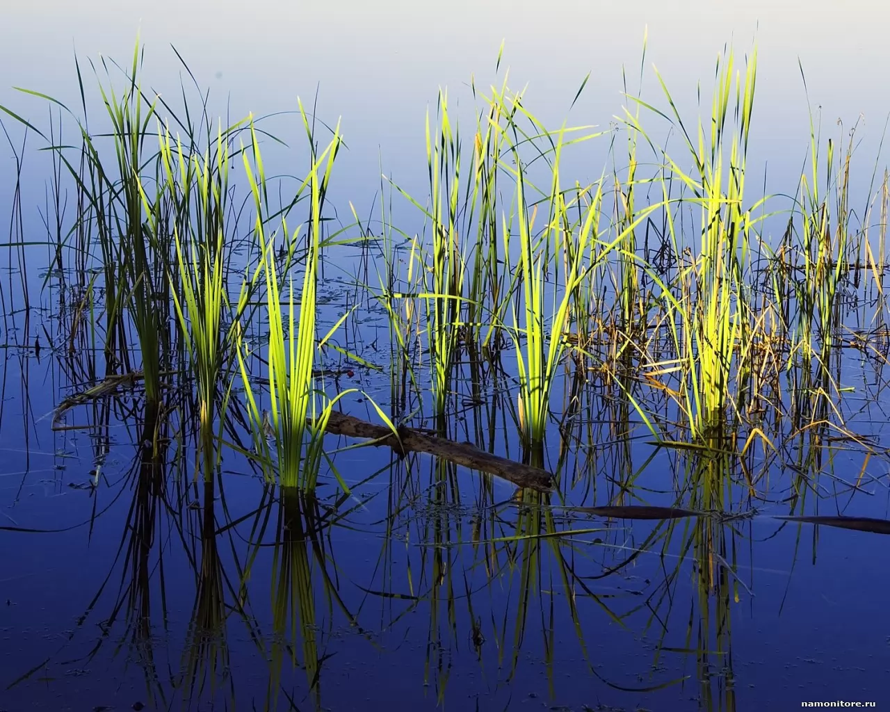 Трава в воде, озеро, природа, синее, трава х