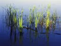 open picture: «The Grass in water»