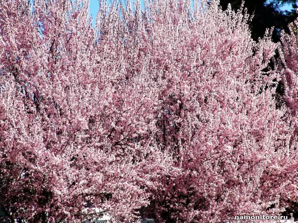 The Pink blossoming tree, Nature