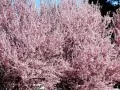 current picture: «The Pink blossoming tree»