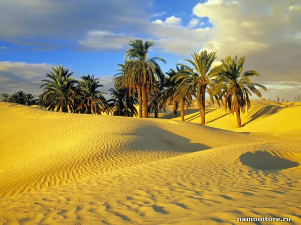 Тунис. Оазис в пустыне, Природа