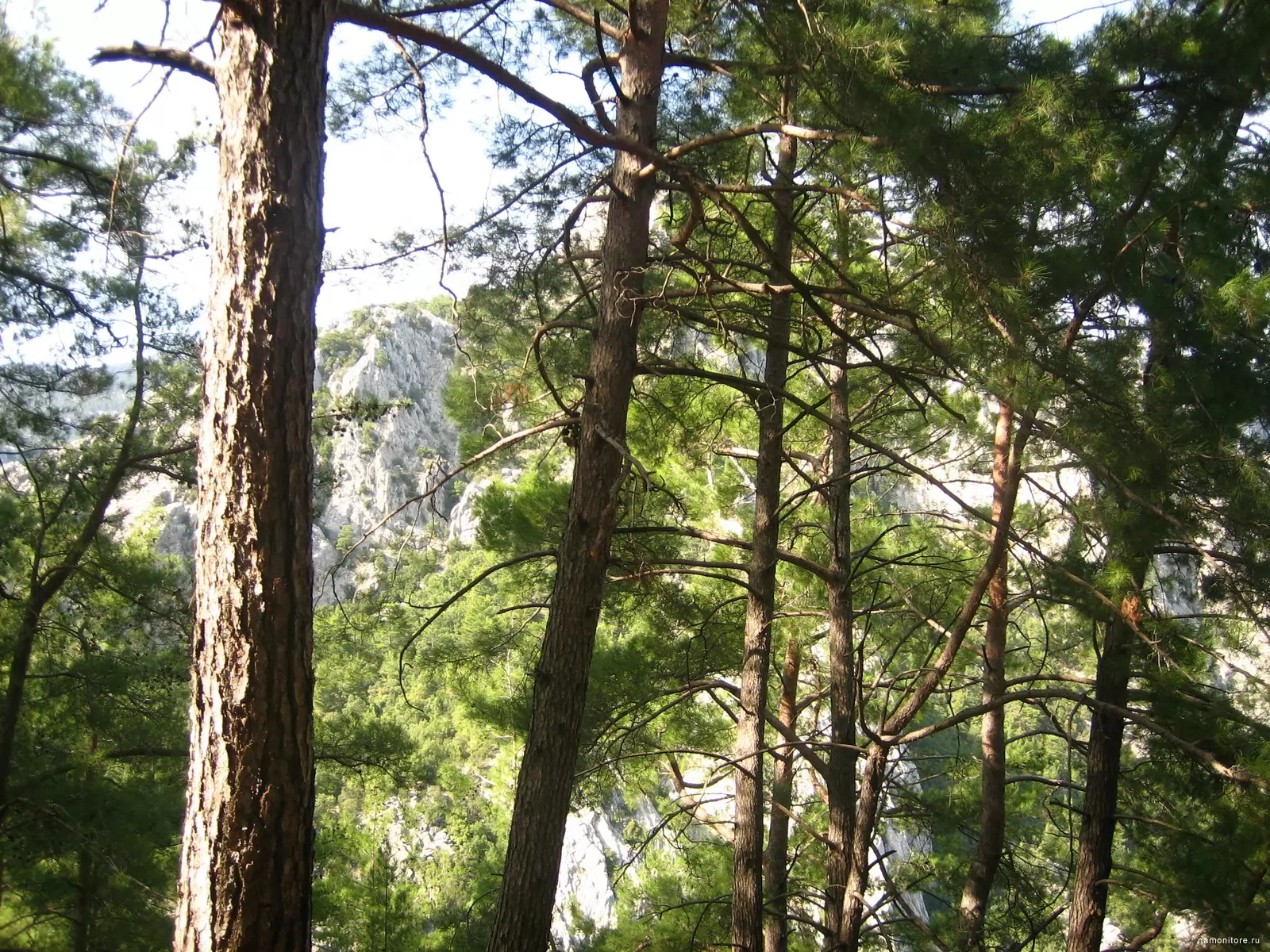 Турция сосновые леса