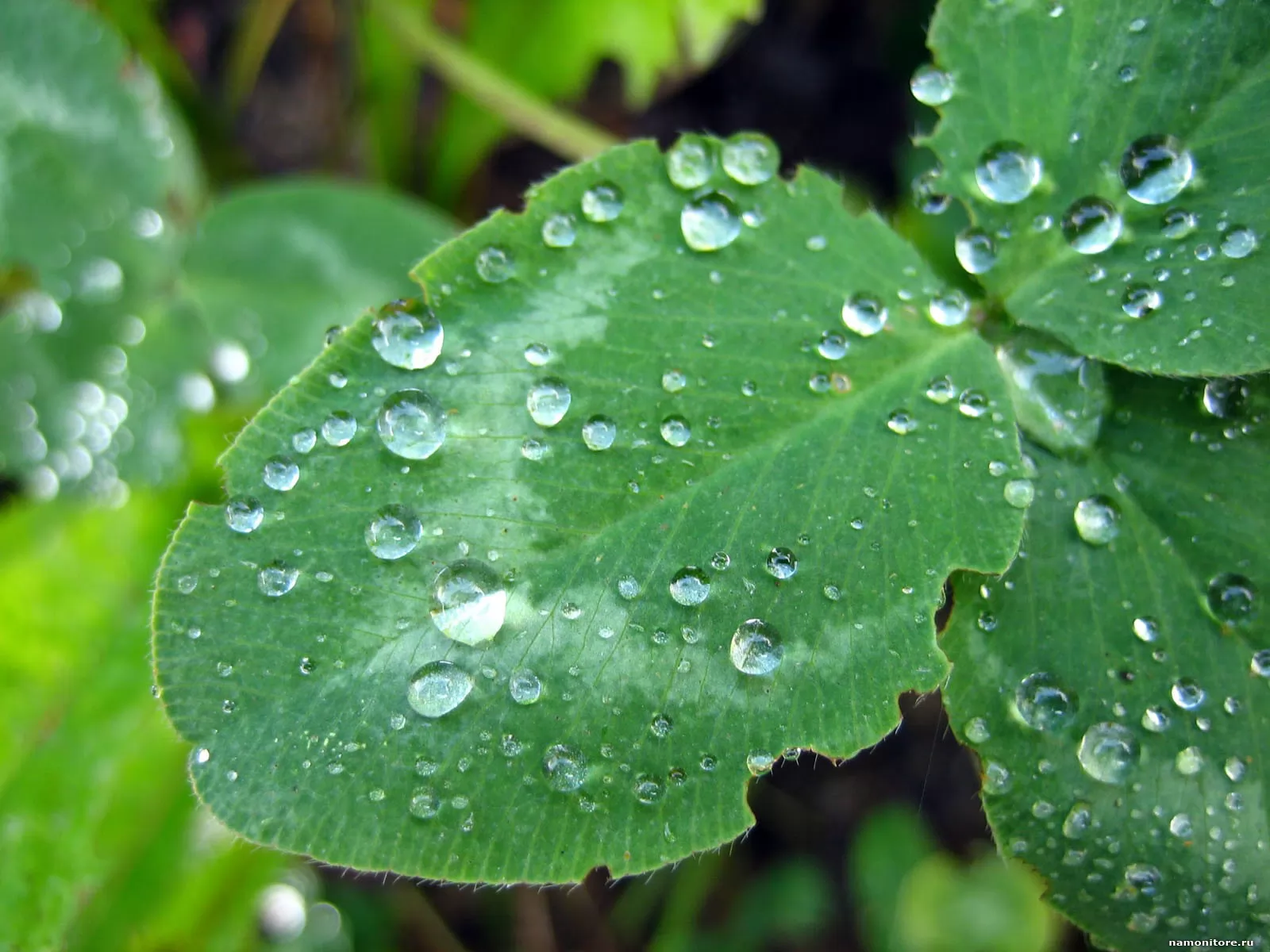 На что похожа роса. Капли росы. Растение похожее на капельки. Капли росы на траве. На что похожа роса.