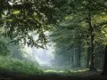 выбранное изображение: «Утро в весеннем лесу»