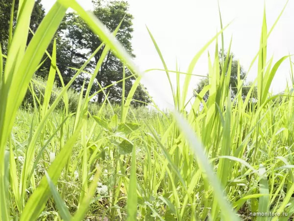 In a grass, Nature