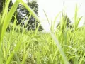 open picture: «In a grass»