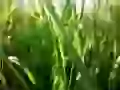 In a grass