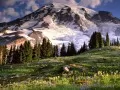выбранное изображение: «Вашингтон. Blooming Wildflowers and Mount Rainier»
