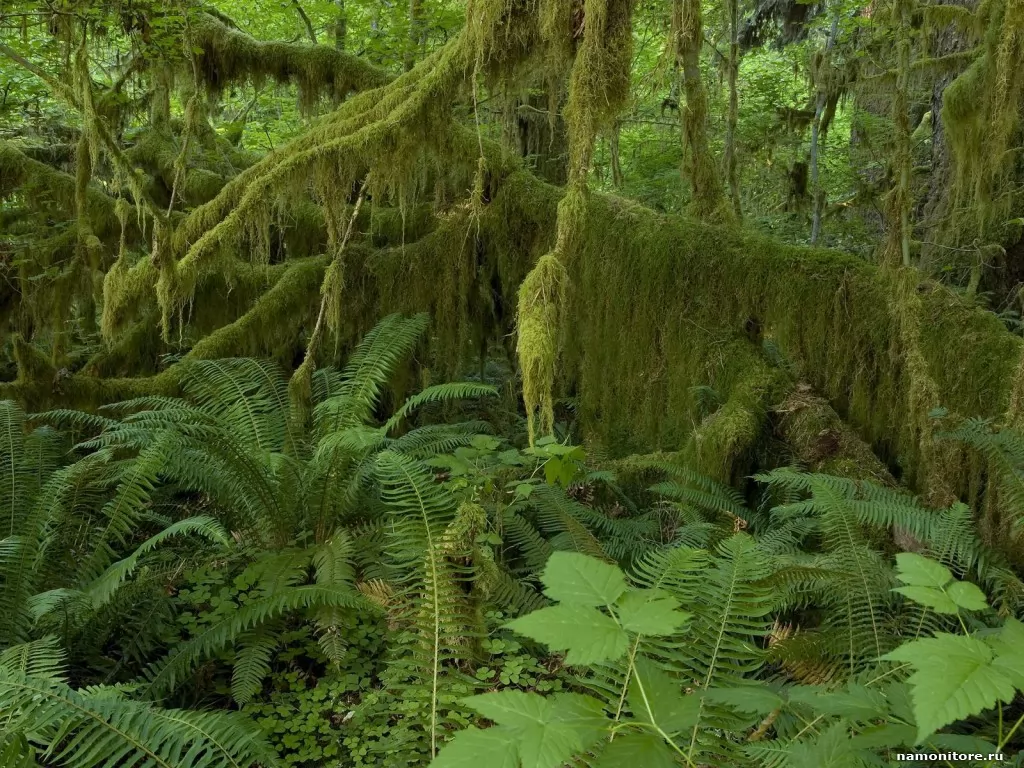 . Hall of Mosses, Hoh Rain Forest, , , ,  