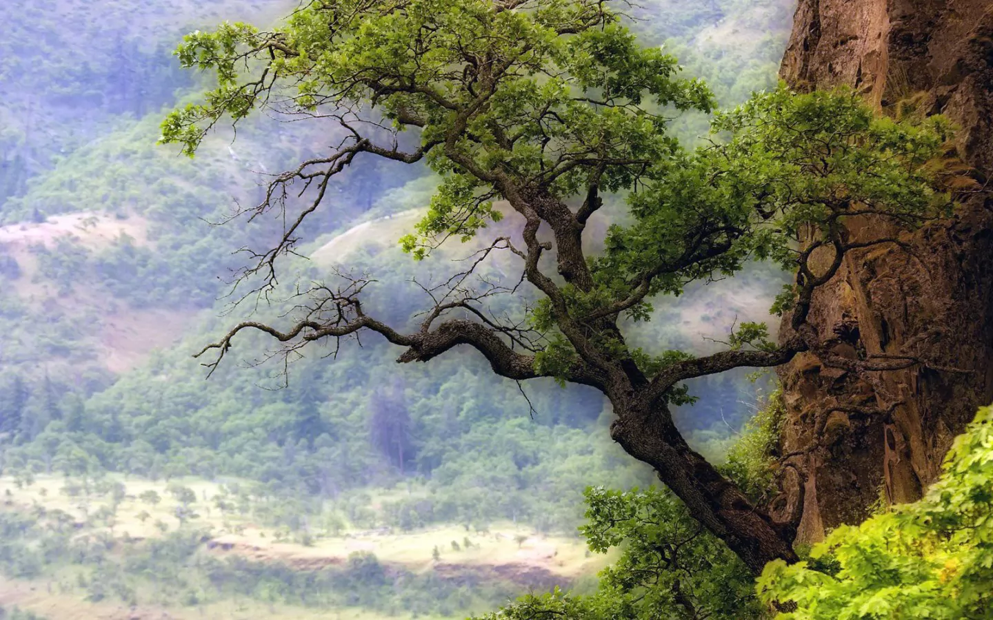 . Oak Tree Over the Columbia River, ,  