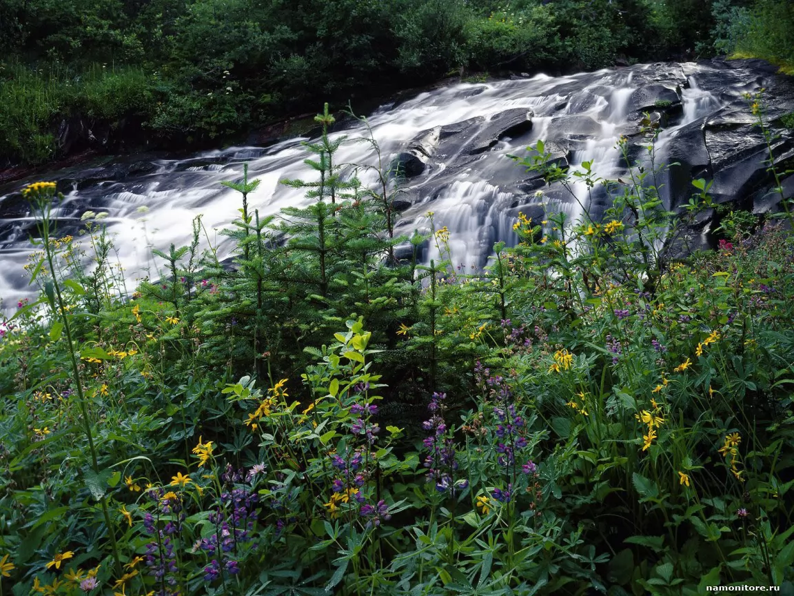 ���������. Wildflowers Along Paradise Creek, �������, �������, ������� �