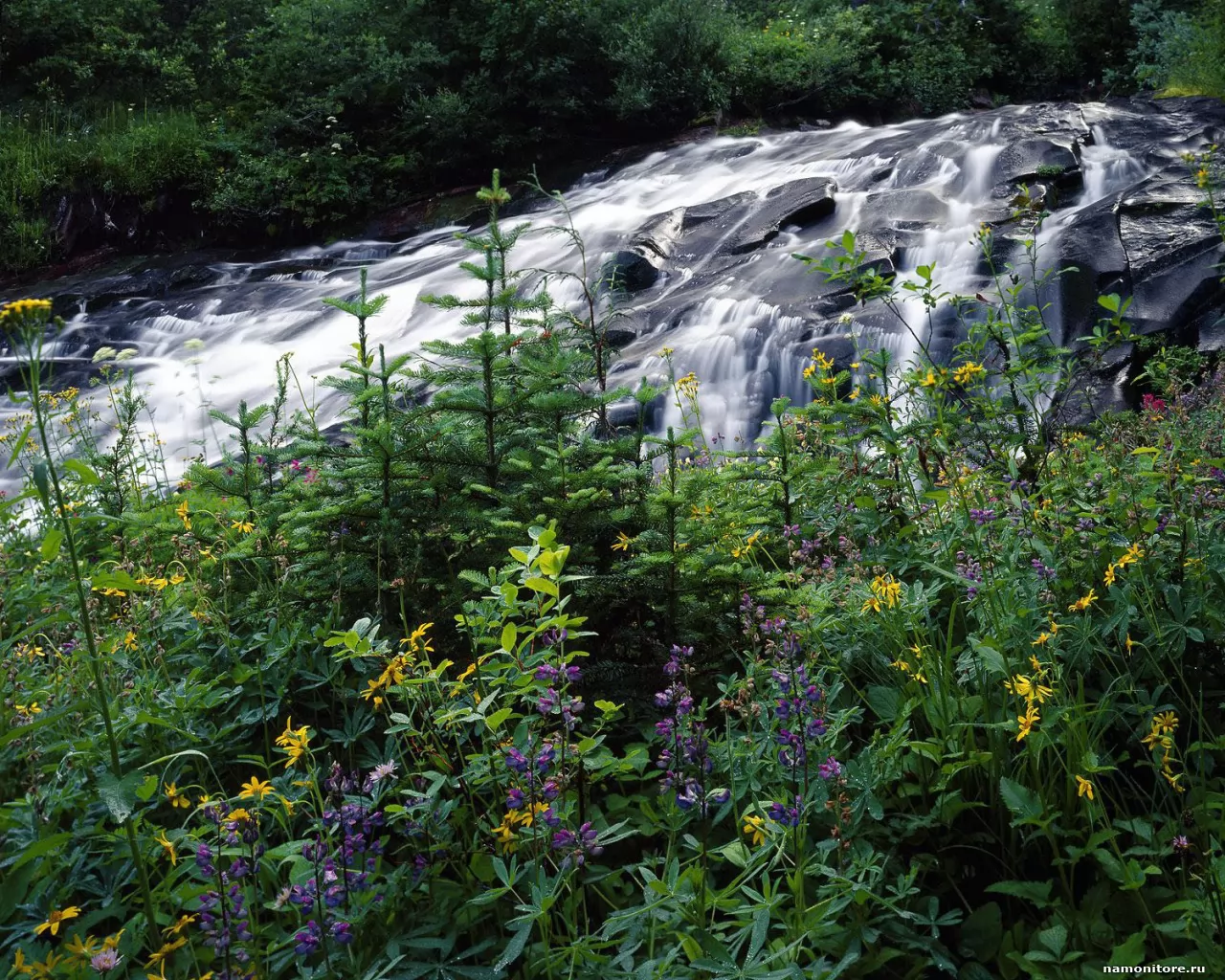 ���������. Wildflowers Along Paradise Creek, �������, �������, ������� �