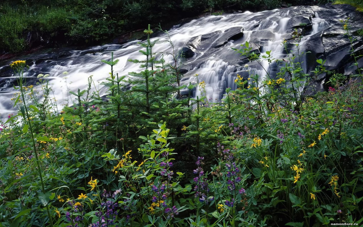 ���������. Wildflowers Along Paradise Creek, �������, �������, ������� �
