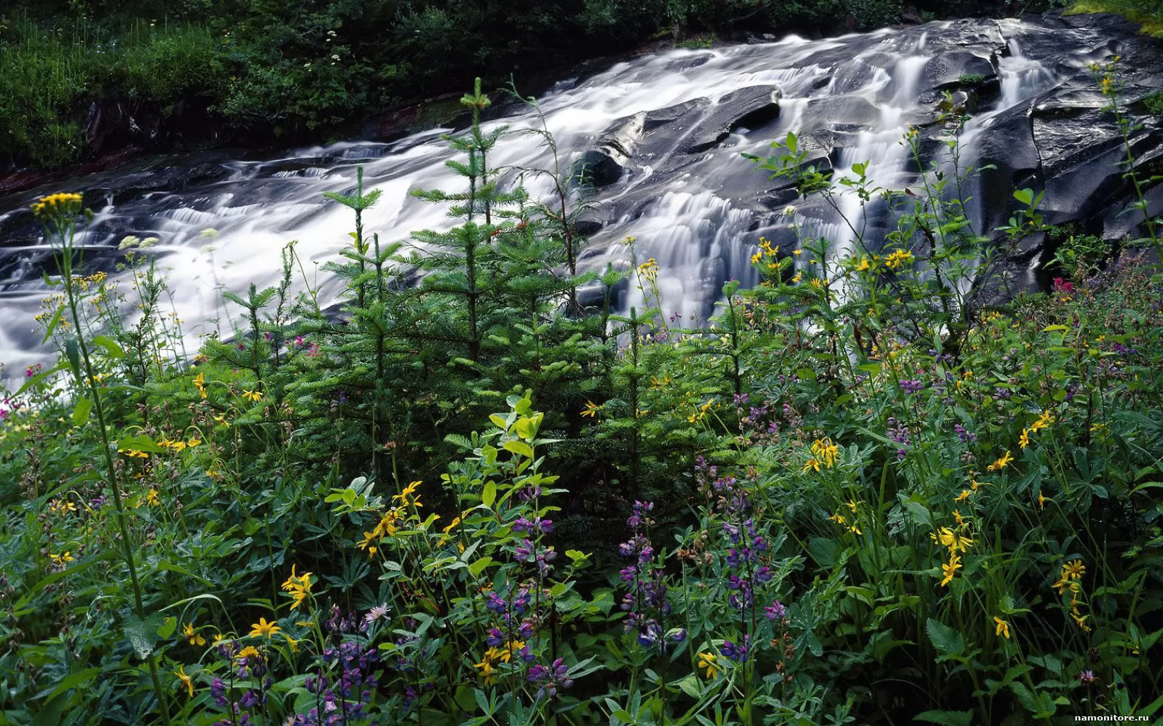 ���������. Wildflowers Along Paradise Creek, �������, �������, ������� �