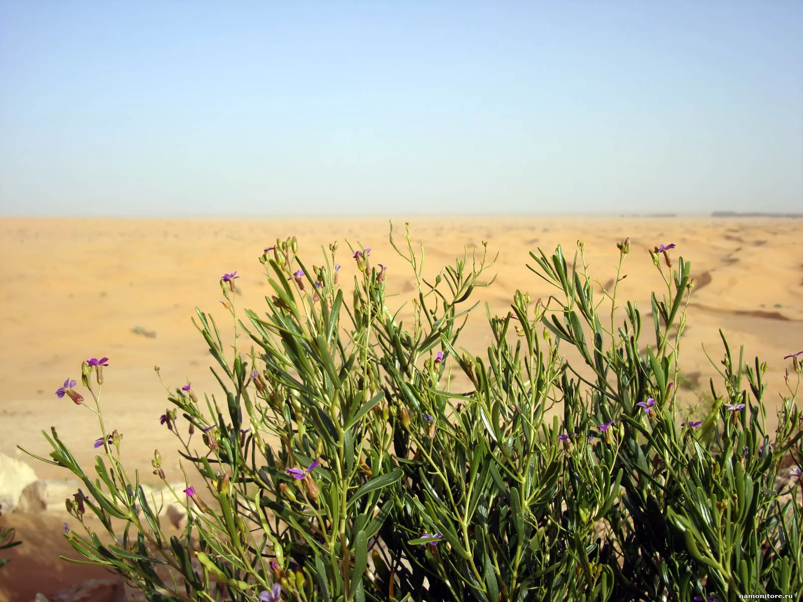Вдалеке пески, природа, пустыня, трава х