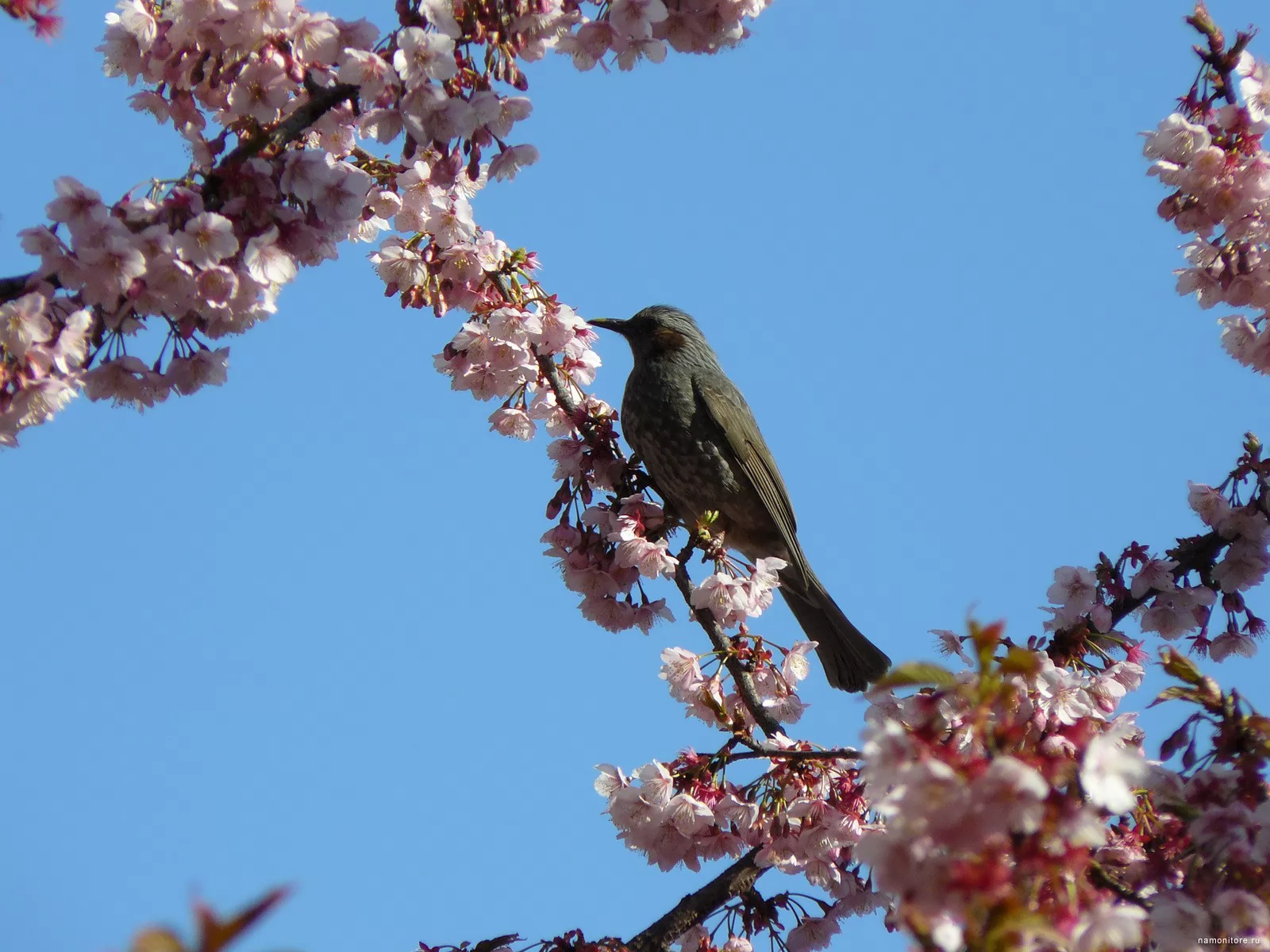 Звучание весны. Птицы весной. Природа оживает весной.