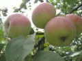 выбранное изображение: «Яблочная ветка»