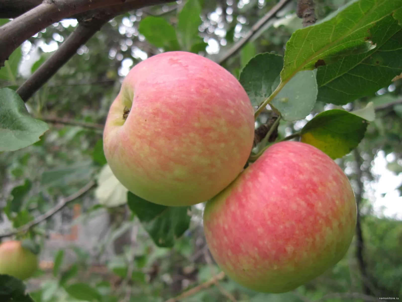 Яблоки на ветке, зеленое, природа, фрукты х