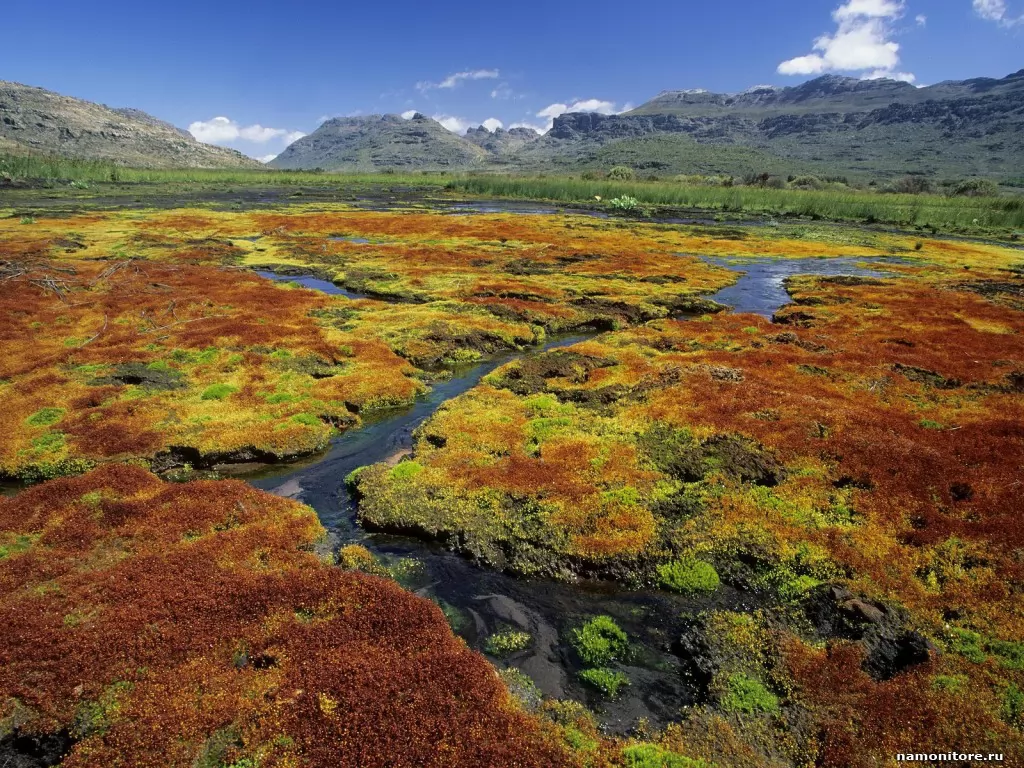  . Colorful Mosses, Cedarberg Wildernes, , ,  