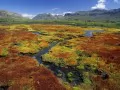 open picture: «Southern Africa. Colorful Mosses, Cedarberg Wildernes»