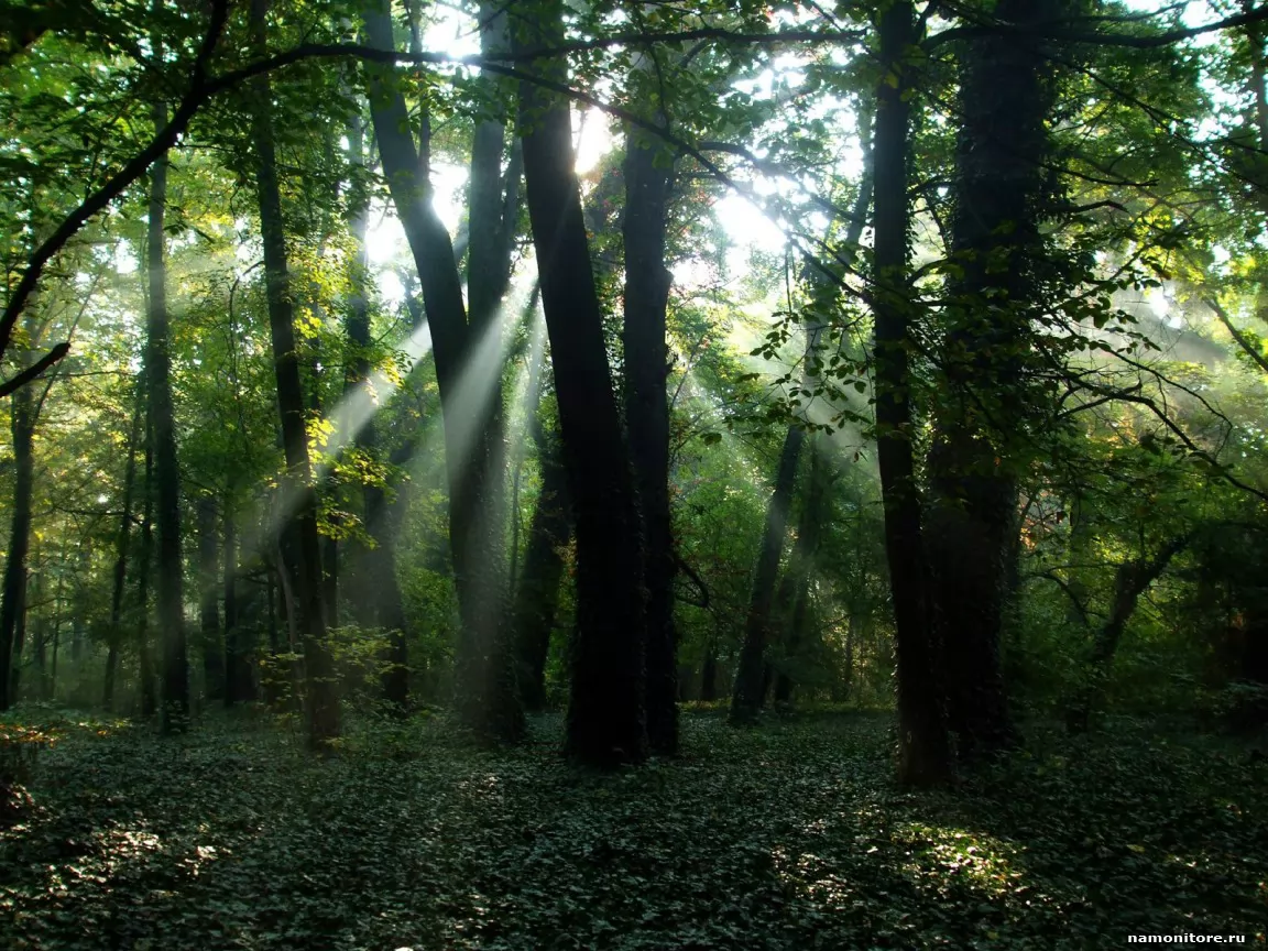 Тенистые леса