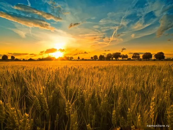 Закат над полем пшеницы, Природа