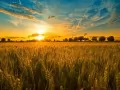 выбранное изображение: «Закат над полем пшеницы»
