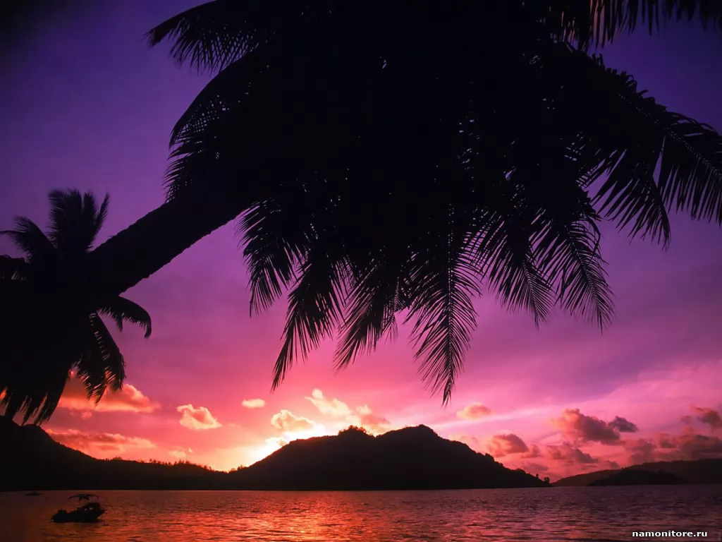 The Sunset on Г, lilac, nature, palm trees, sunsets, tropics x