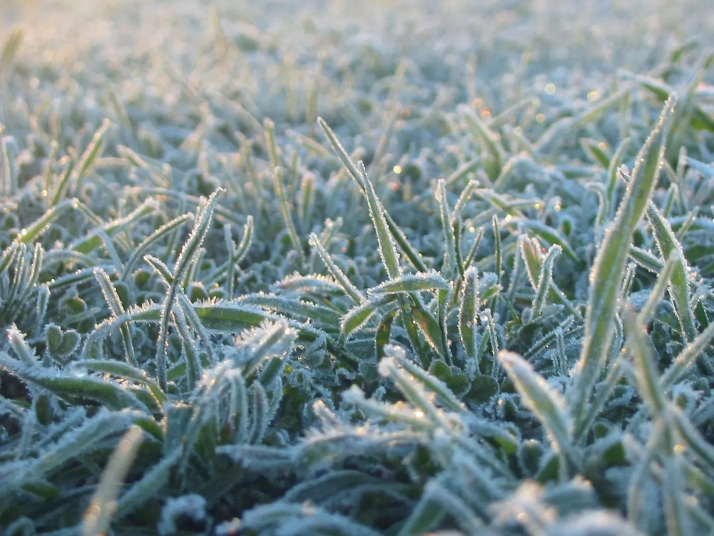 Frosts, grass, nature, white, winter x